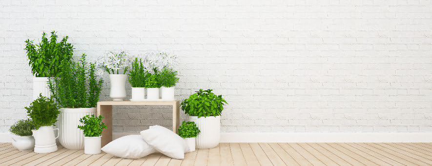 Using plants around your hotel can help guests relax.